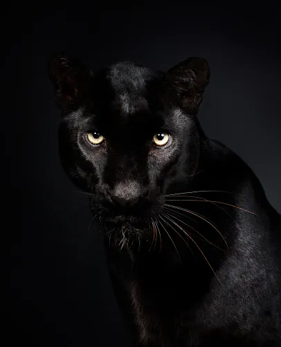 Jo Sax Dark Portraits 