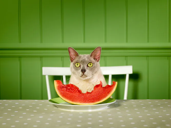 Jo Sax Unsuitable Foods 