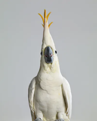 Jo Sax Bird Portraits 