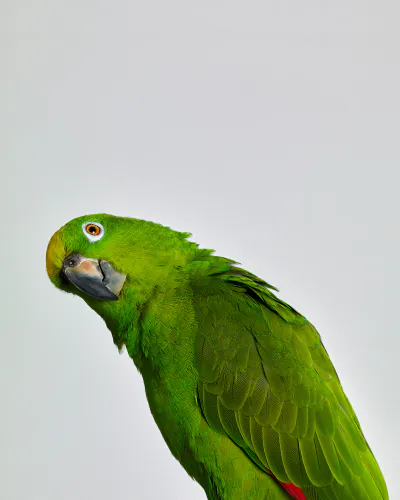 Jo Sax Bird Portraits 