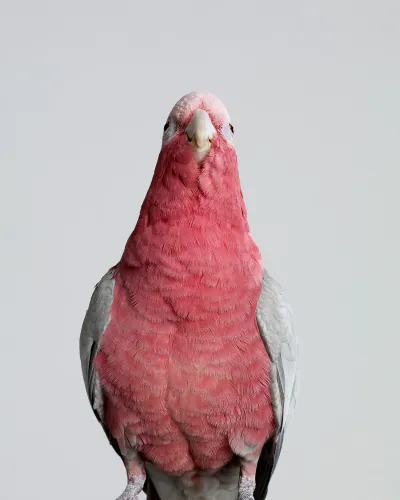 Jo Sax Bird Portraits 