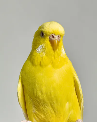 Jo Sax Bird Portraits 