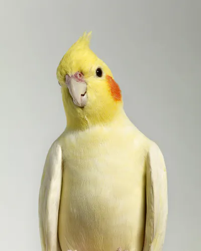 Jo Sax Bird Portraits 