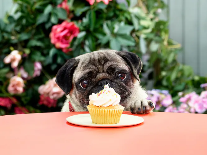 Jo Sax Unsuitable Foods 