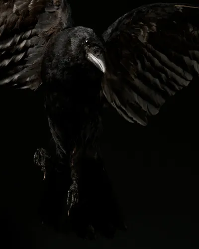 Jo Sax Dark Portraits 