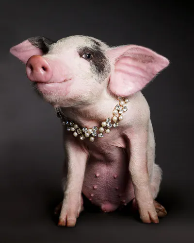 Jo Sax Dark Portraits 