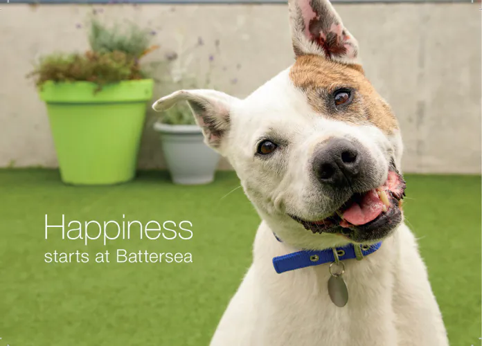 Jo Sax Battersea Dogs and Cats Home 