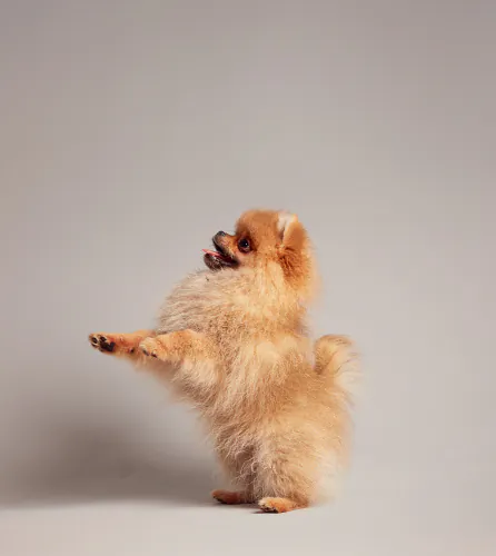 Jo Sax Quarantine puppies 