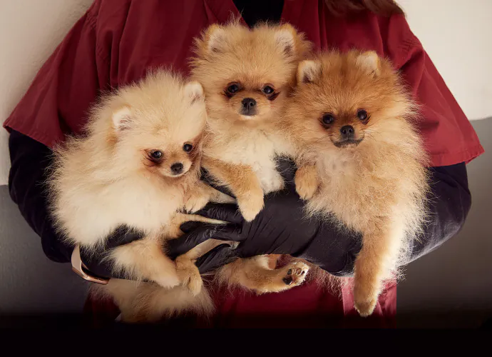 Jo Sax Quarantine puppies 