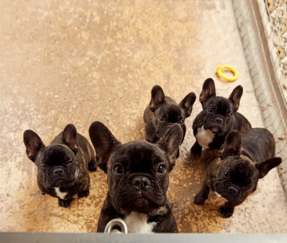 Jo Sax Quarantine puppies 