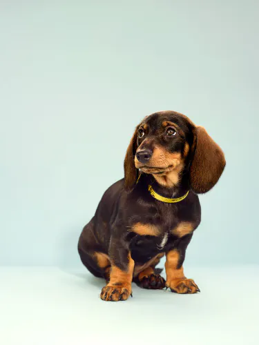 Jo Sax Quarantine puppies 