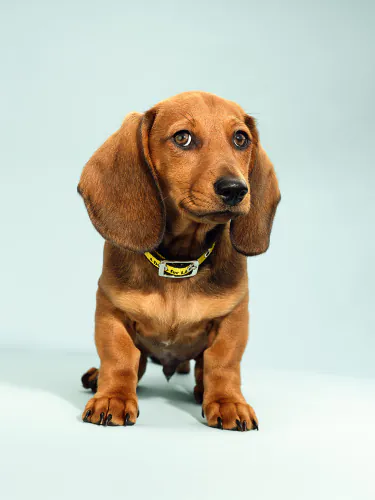 Jo Sax Quarantine puppies 