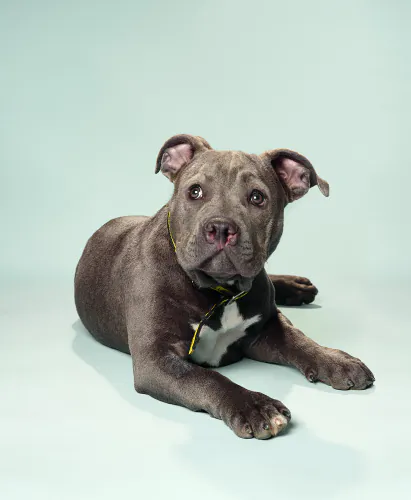 Jo Sax Quarantine puppies 