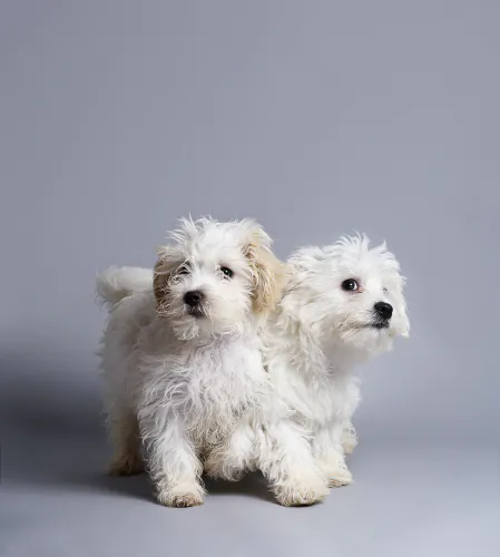 Jo Sax Quarantine puppies 