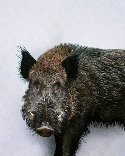 Jo Sax Wild Boar wild boar