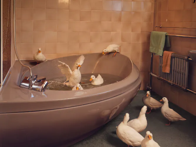 Jo Sax wild domestic 