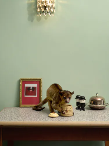 Jo Sax wild domestic 