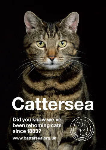 Jo Sax Battersea Dogs and Cats Home 