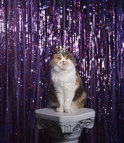 Jo Sax Gizzy, Ponzu and Kimchi 