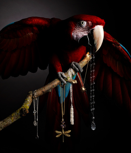 Jo Sax Dark Portraits red macaw and jewellery