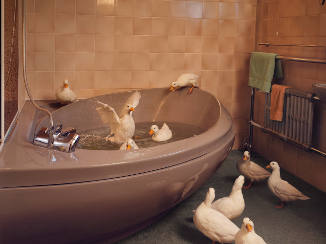 Jo Sax wild domestic 