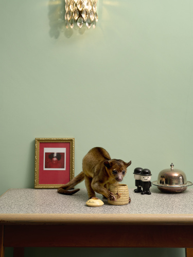 Jo Sax wild domestic 